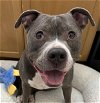 adoptable Dog in , NV named FATE