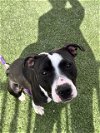 adoptable Dog in , NV named *TAMMIE
