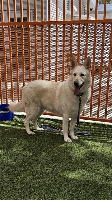 adoptable Dog in Las Vegas, NV named BAILEY
