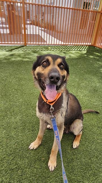 adoptable Dog in Las Vegas, NV named *HURKLE DURKLE