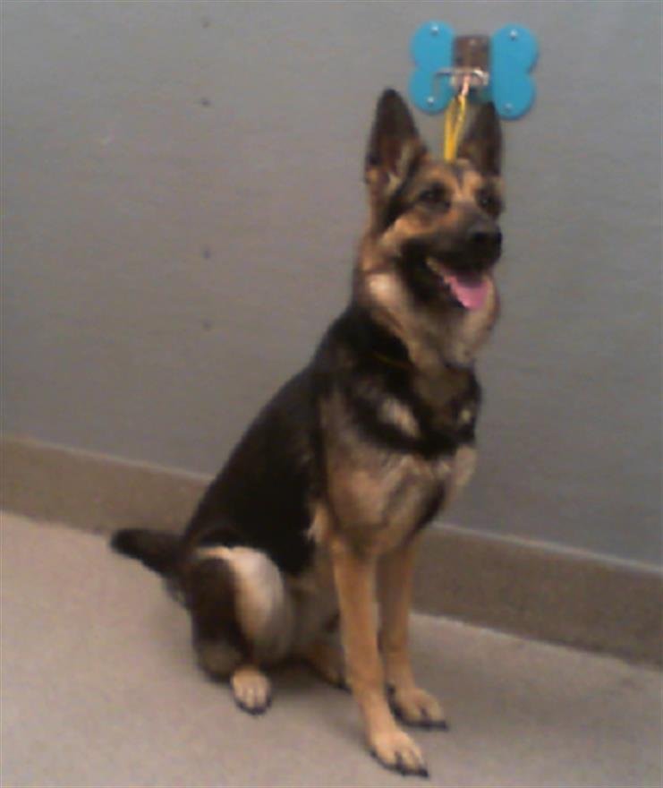adoptable Dog in Las Vegas, NV named GAIA