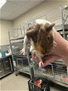 adoptable Guinea Pig in , NV named *RUSTY