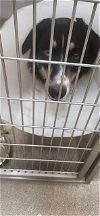 adoptable Dog in , NV named JIMOTHY (JIMMY)