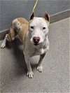 adoptable Dog in , NV named *TYRELL