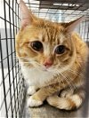 adoptable Cat in  named POOH