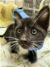 adoptable Cat in  named *ONION