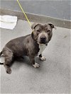 adoptable Dog in , NV named UNEX