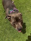 adoptable Dog in , NV named UNEX