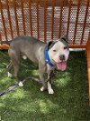 adoptable Dog in , NV named *VINNIE