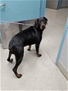 adoptable Dog in , NV named MESSI