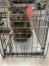 adoptable Cat in  named *BOO BEAR
