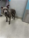 adoptable Dog in , NV named THOR