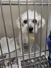 adoptable Dog in , NV named RYUH