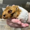 adoptable Hamster in , NV named *PHYLLIS