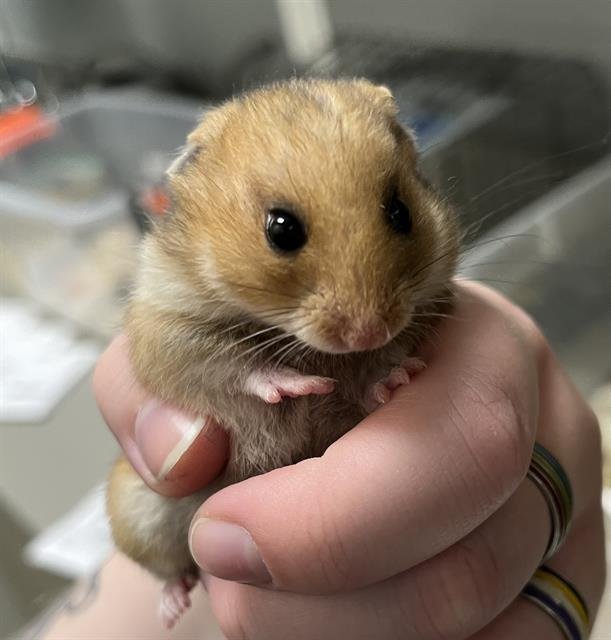 adoptable Hamster in Las Vegas, NV named *KELLY