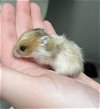 adoptable Hamster in , NV named *DWIGHT