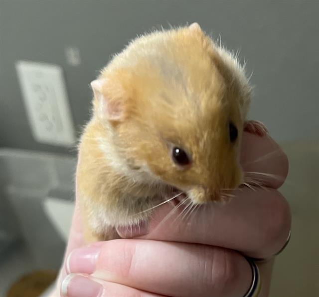 adoptable Hamster in Las Vegas, NV named *ERIN