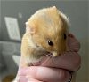 adoptable Hamster in , NV named *ERIN