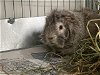 adoptable Guinea Pig in , NV named *WORF
