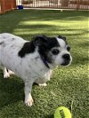 adoptable Dog in , NV named ARCHIE