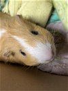 adoptable Guinea Pig in , NV named *LILY POD