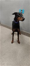 adoptable Dog in , NV named RICHIE