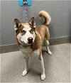 adoptable Dog in , NV named *TENNESSEE WHISKEY