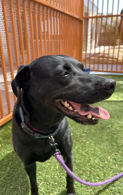 adoptable Dog in Las Vegas, NV named BAGHEERA