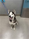 adoptable Dog in , NV named *SCOOTER