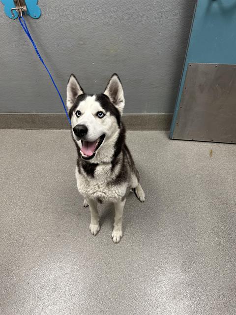 picture of the dog needing adoption