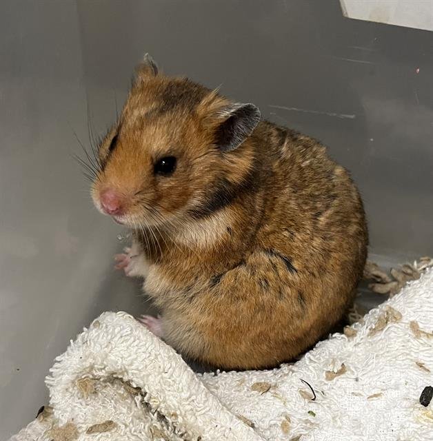 adoptable Hamster in Las Vegas, NV named *PAM