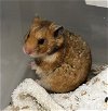 adoptable Hamster in  named *PAM