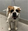 adoptable Dog in  named *WINSTON