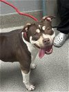 adoptable Dog in , NV named IVY