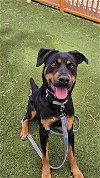 adoptable Dog in  named *GIANNA