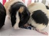 adoptable Guinea Pig in , NV named BLOSSOM