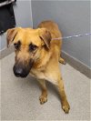 adoptable Dog in  named ZEUS