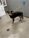adoptable Dog in  named CARE BEAR