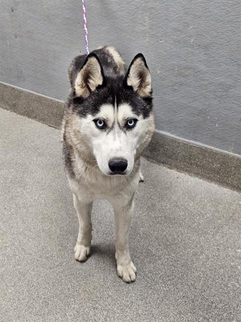 adoptable Dog in Las Vegas, NV named *DEXTER