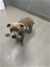 adoptable Dog in , NV named A1317284