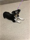 adoptable Dog in  named *APPLE