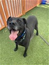 adoptable Dog in  named PANTHER