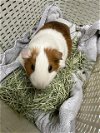 adoptable Guinea Pig in  named SOPHIE