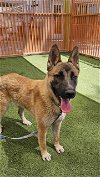 adoptable Dog in  named *GERALD