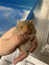 adoptable Hamster in  named *JINN