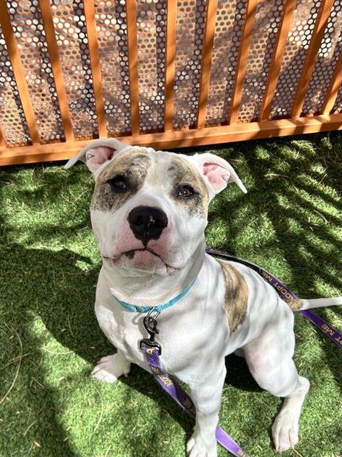 adoptable Dog in Las Vegas, NV named *HAMLET