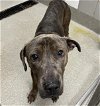 adoptable Dog in  named RICO