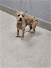 adoptable Dog in  named *TERRY