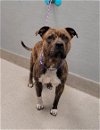 adoptable Dog in , NV named *PICASSO