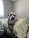 adoptable Dog in Las Vegas, NV named BELLA